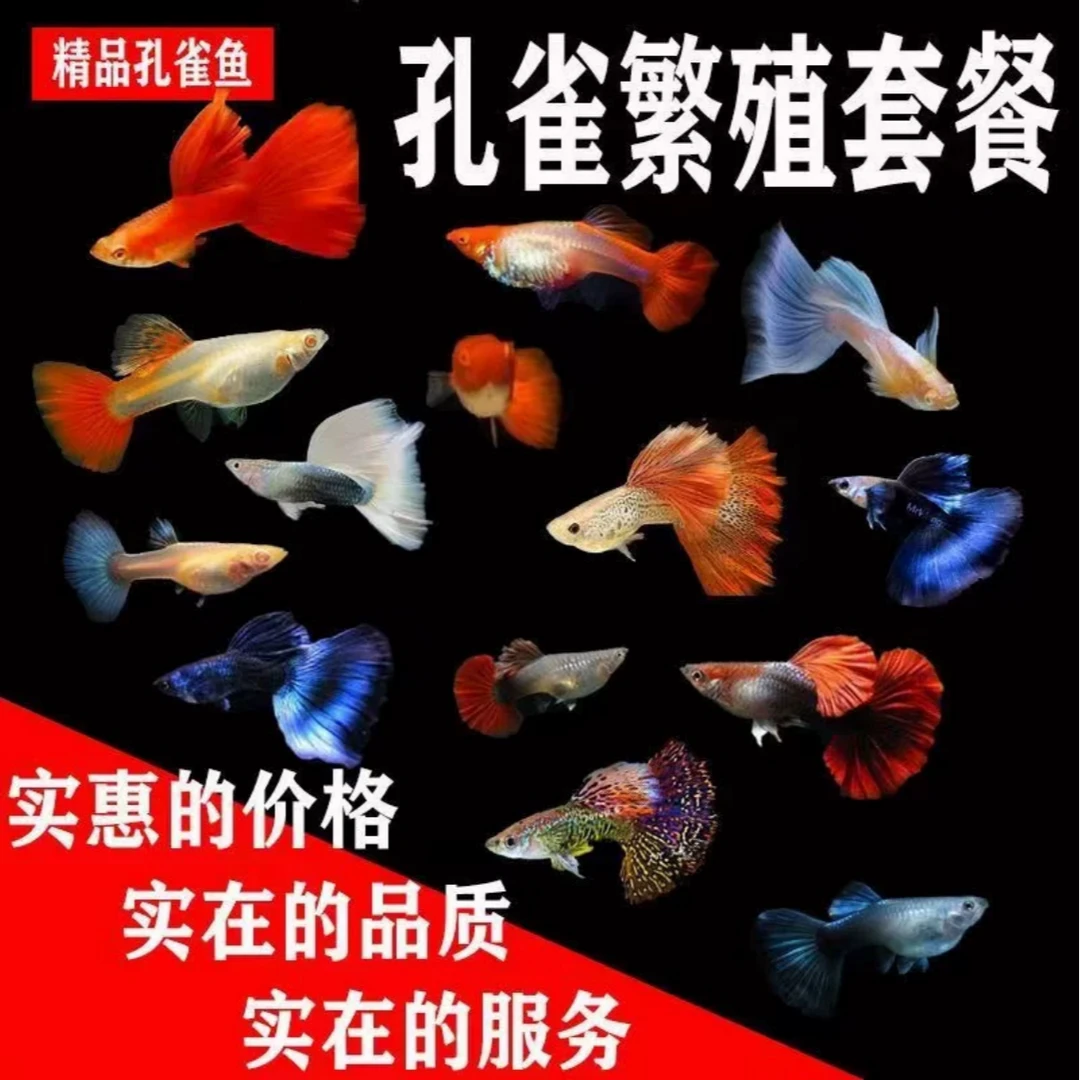 清仓大甩卖高品质孔雀鱼