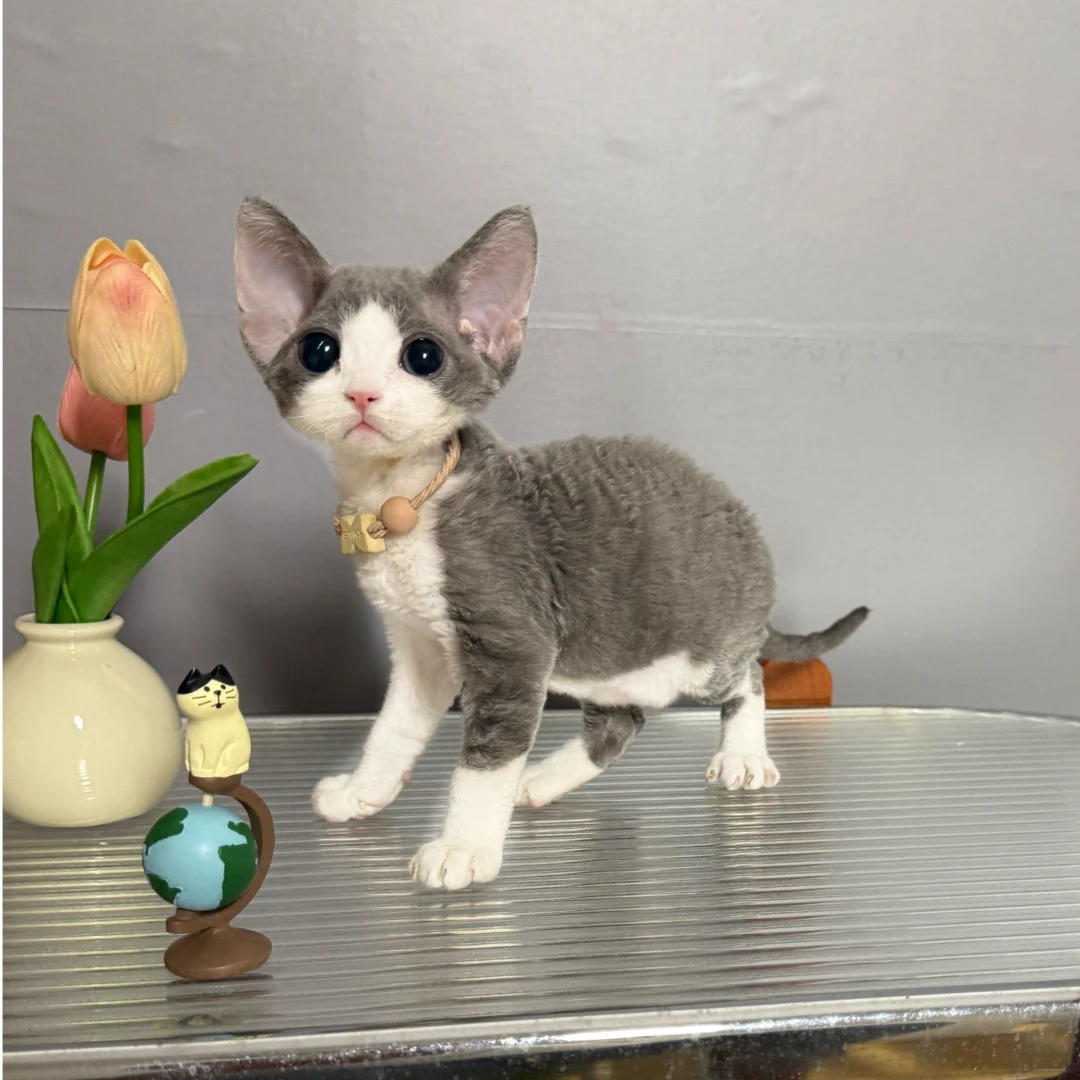 蓝白德文卷毛猫  一针疫苗一次驱虫