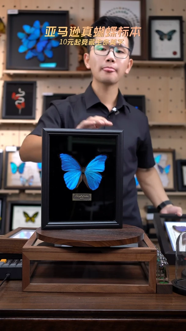 大蓝闪蝶黑绒底版10寸欧式框