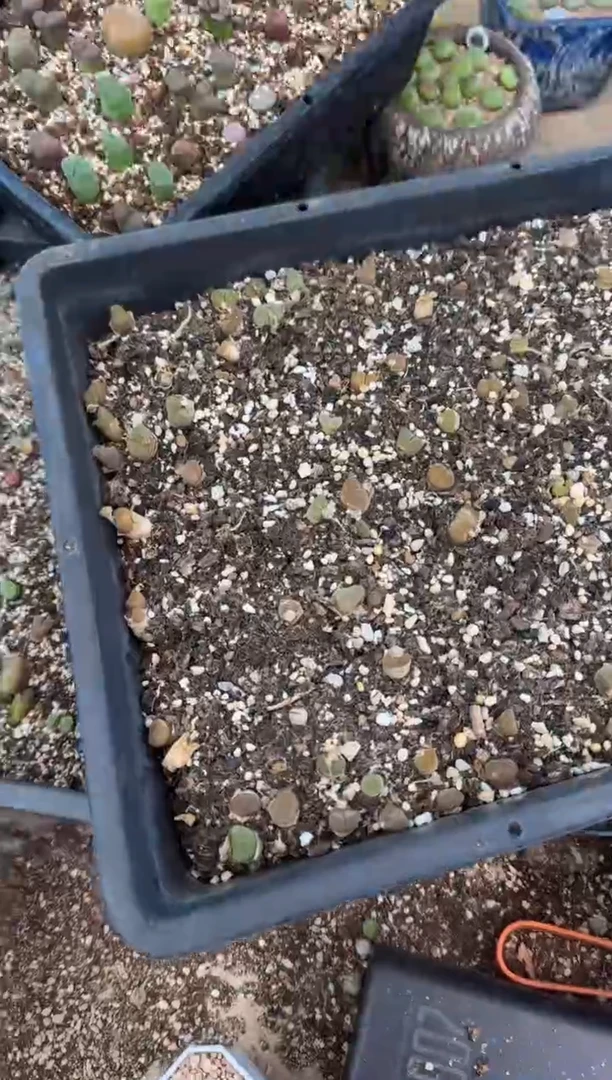 9-365多肉植物肉锥