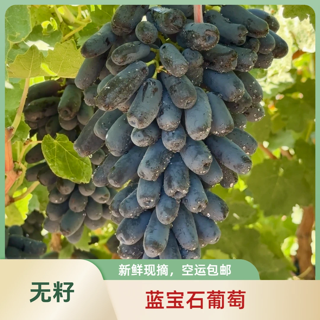 【伊犁邮政】正宗蓝宝石美人指葡萄无籽无核3斤空运包邮