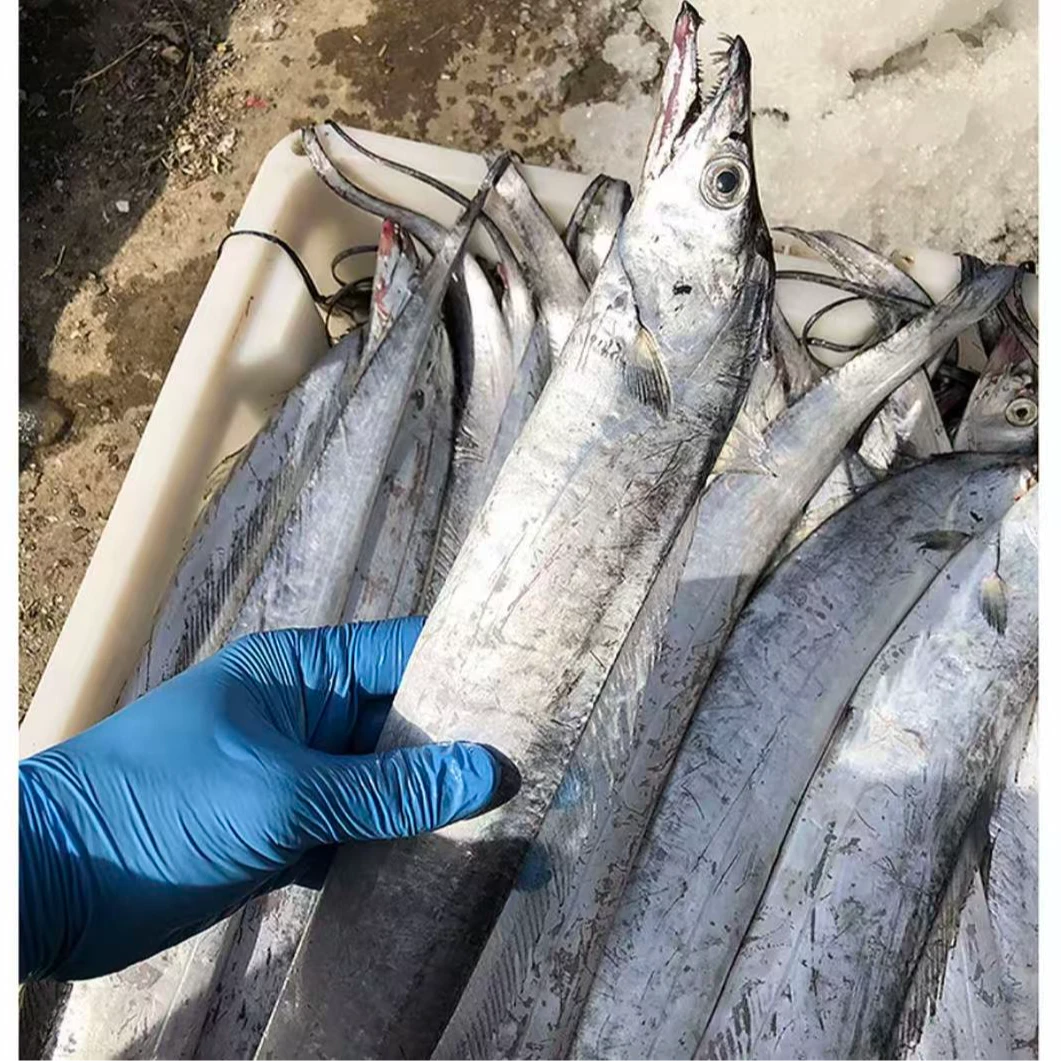 【本地油带】正宗大油带鱼 油脂丰富 肉质细嫩 口感好 顺丰包邮到家