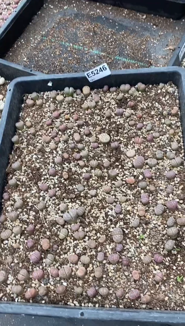 5246脱土直播一物一拍