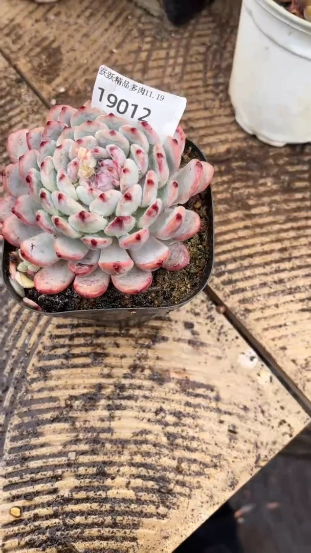 J***i多肉植物一物一拍19012