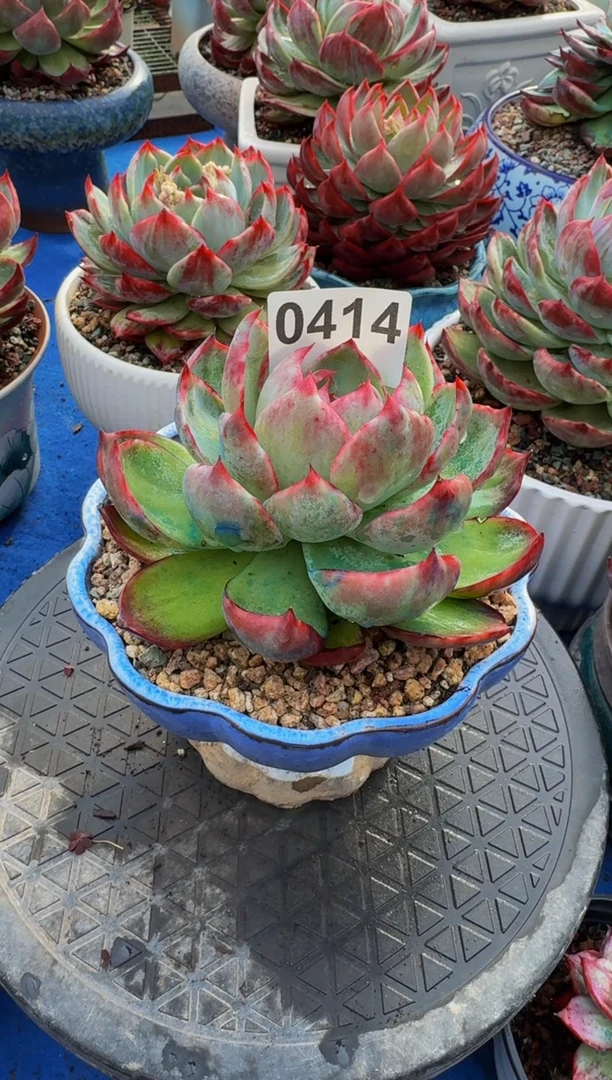 【闪购商品】0414惊鸿仙子（裸根发货）