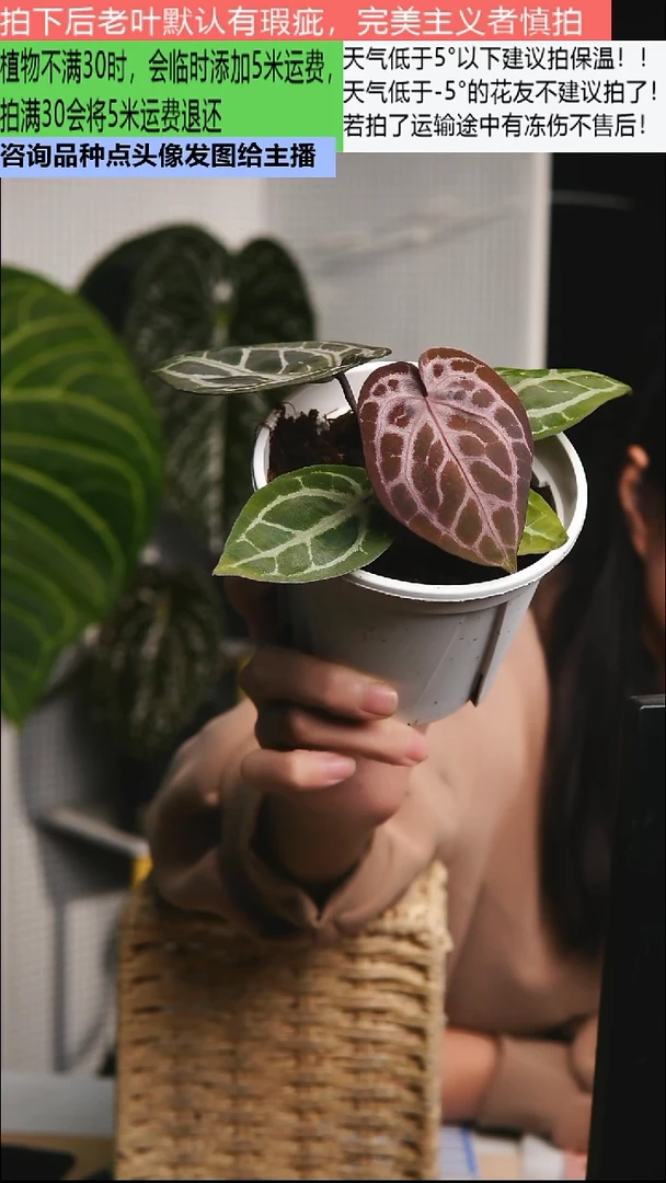 不开花植物NSE红水晶花烛85折后