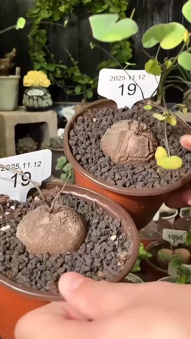 19号1112福利南非龟甲龙买一送一送盲盒