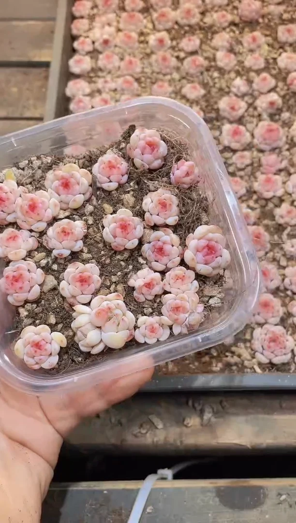 【闪购商品】005白桃汽水优选量拍1盒