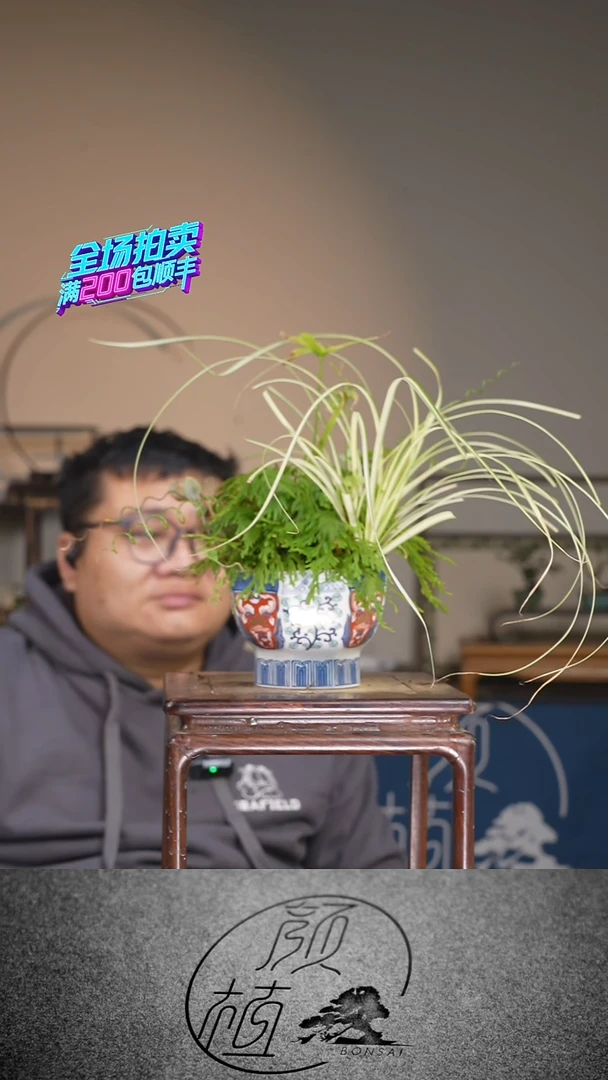 无花朵012草本植物 顺丰到付