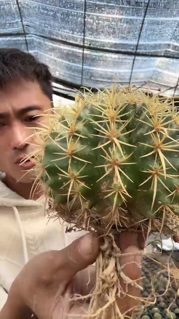 实生红心虎有刺扎无售后12.99