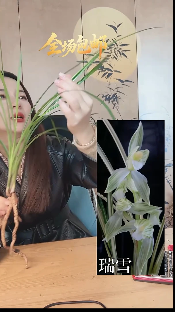 当前无花栽培后可以开花：瑞雪