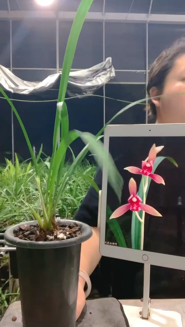 大部分开放少量花苞渔**晚半江红