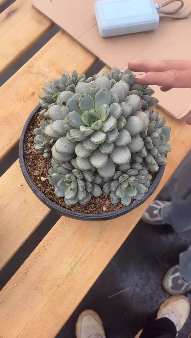 手捧葡萄