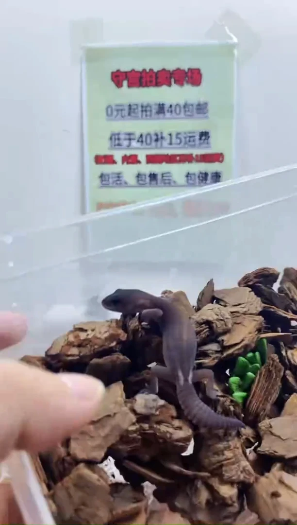 豹纹守宫豹纹守宫幼苗亚成体成体肥尾