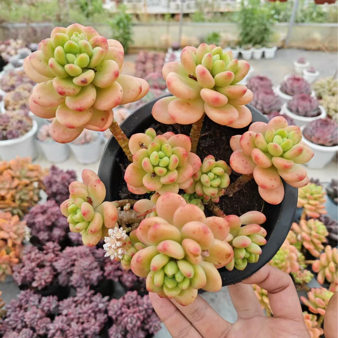 香格里拉 拾忆多肉 好养阳台多肉植物