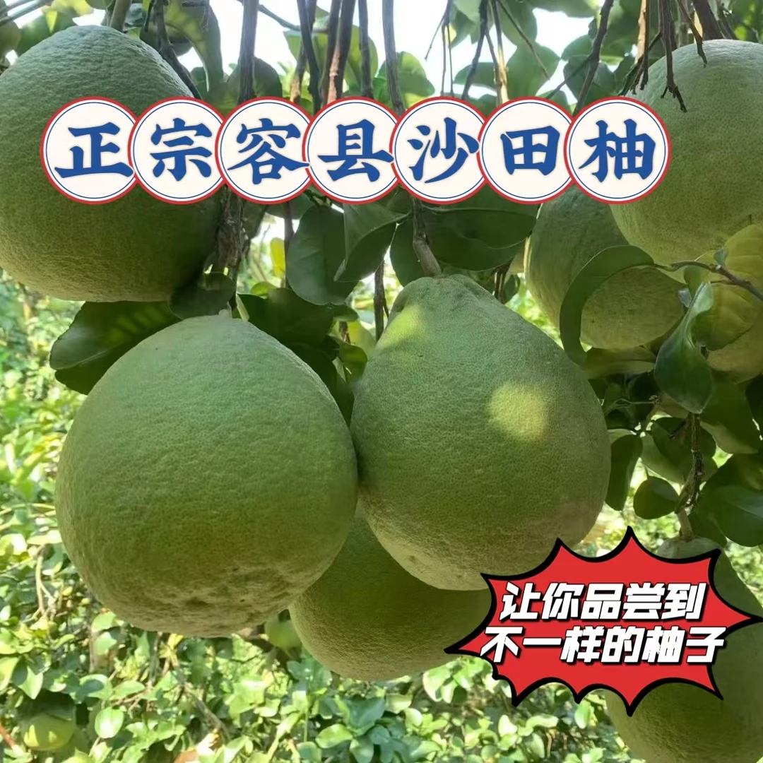 【礼盒装】正宗广西容县沙田柚 纯甜无酸  清甜可口  送礼佳品