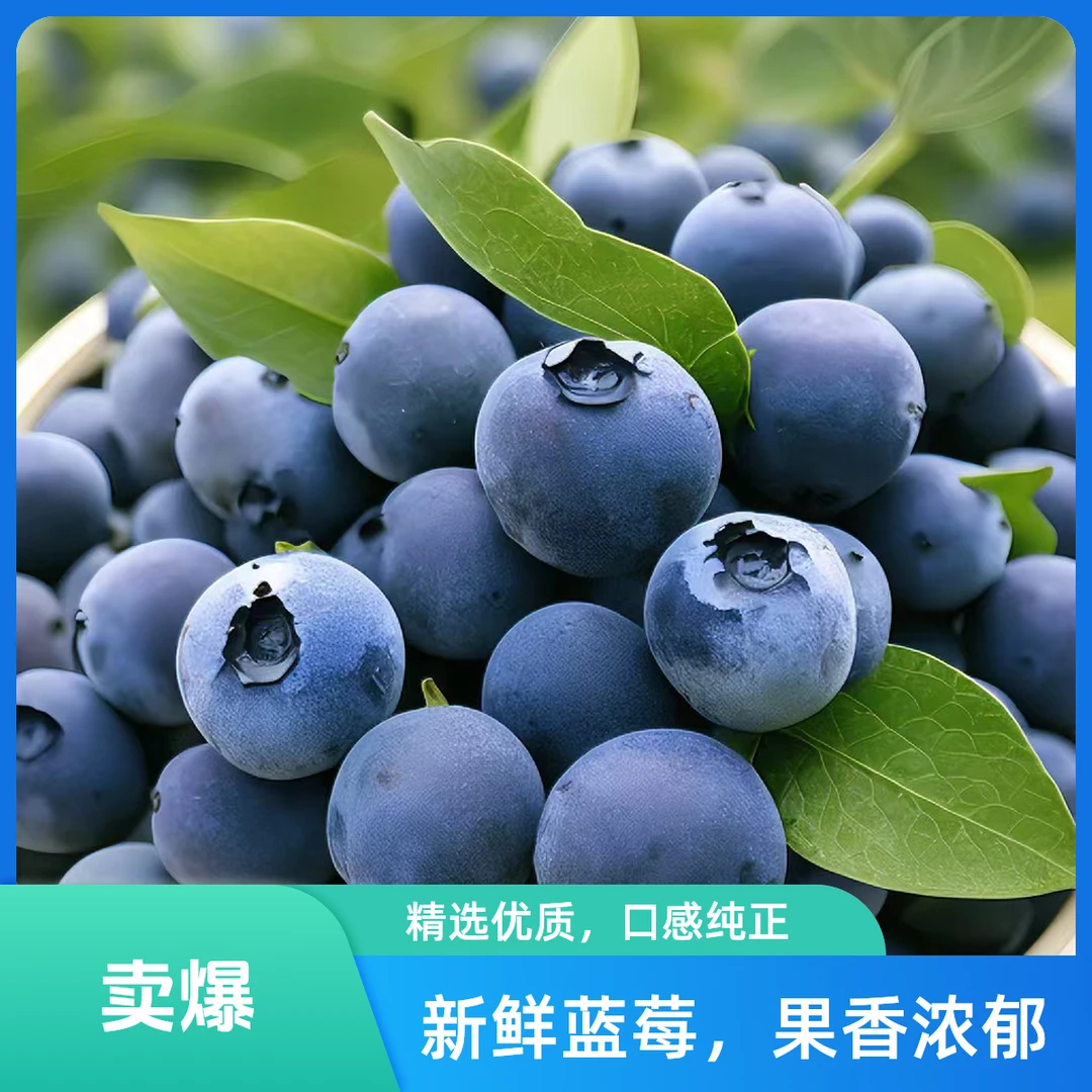 奥尼尔莱克西薄雾蓝莓老品种天花板/500g天津蓟县马伸桥15mm以下新鲜天津市