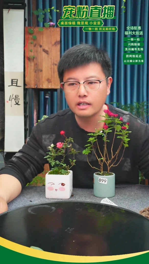 无花朵麦***了苔藓微景观899号