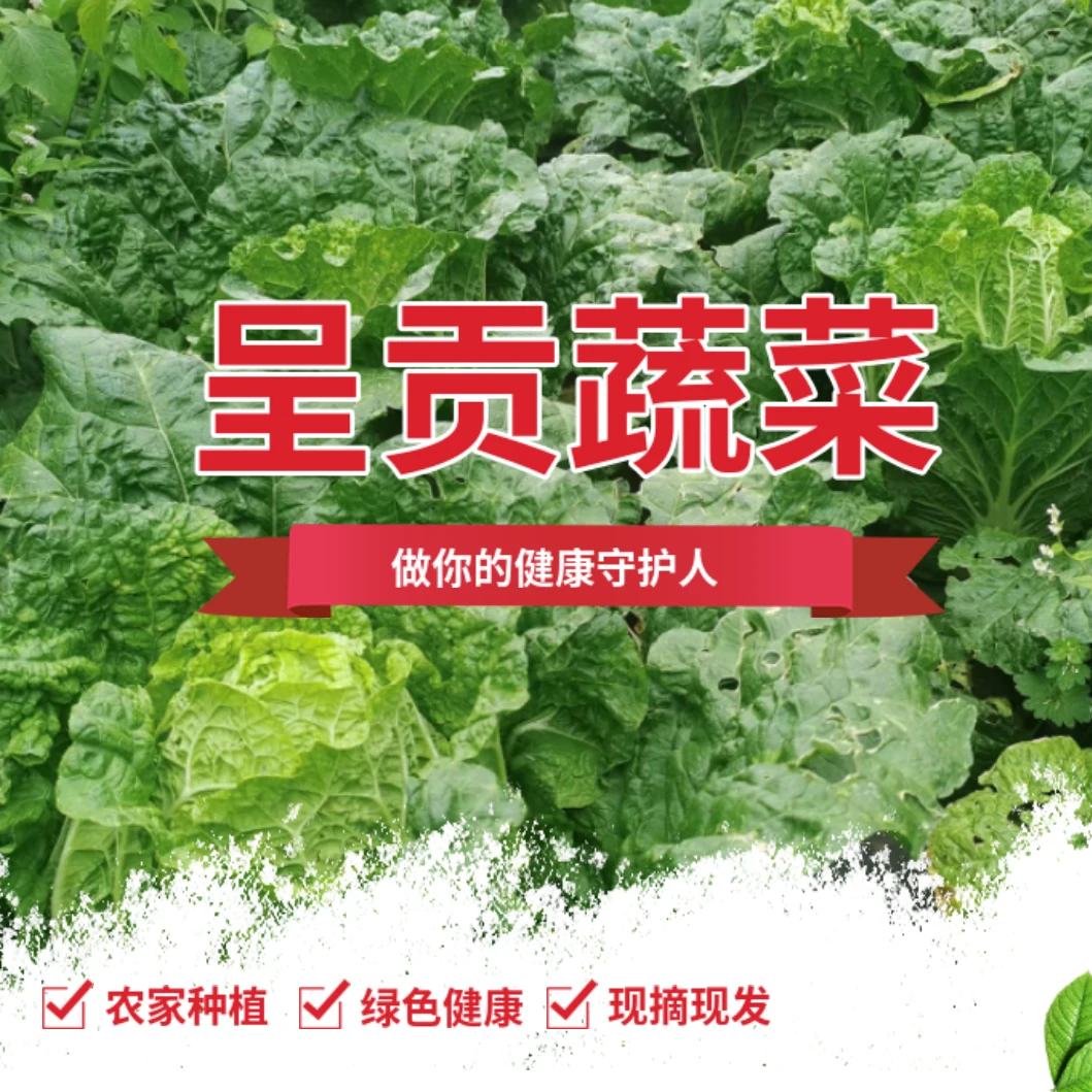 云南 呈贡蔬菜组合 2KG  自然成长 无农残  京东物流