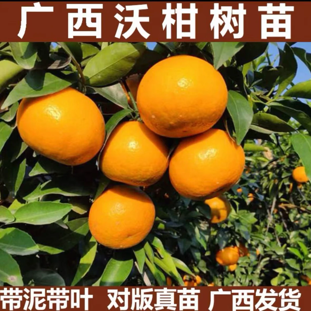 沃柑树苗正宗091嫁接沃柑苗地盆栽庭院果树南方北方种植当年结果