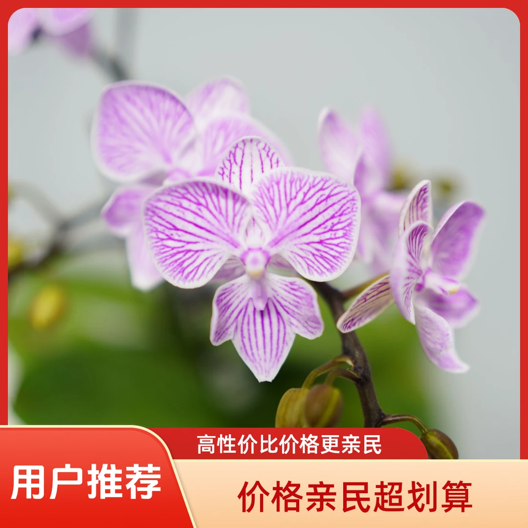 悠花里蝴蝶兰【樱花】带花带花苞开花珠发货