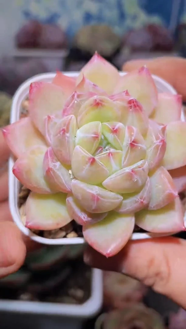 【闪购商品】376钻石珍妮