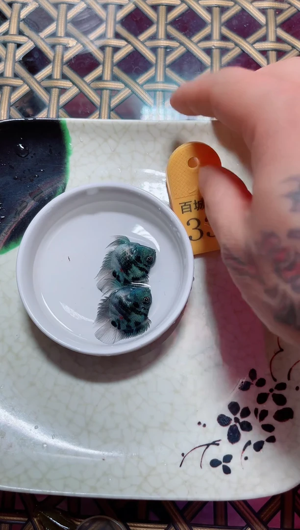 鹦鹉鱼123456888855