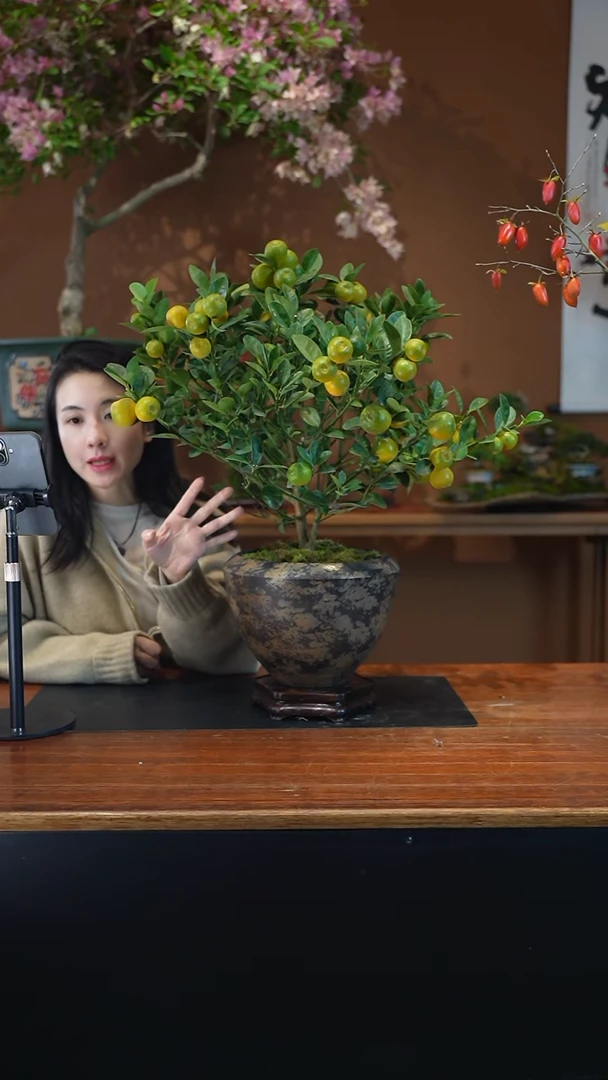 全部花朵金橘中号盆景盆景盆景