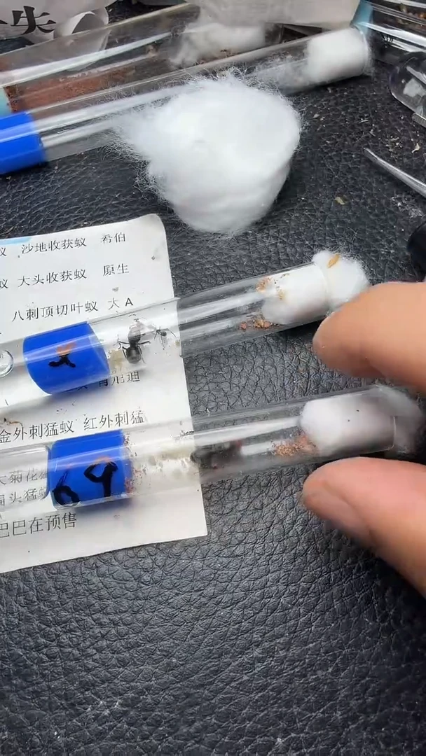 蚂蚁工坊69号大平眼