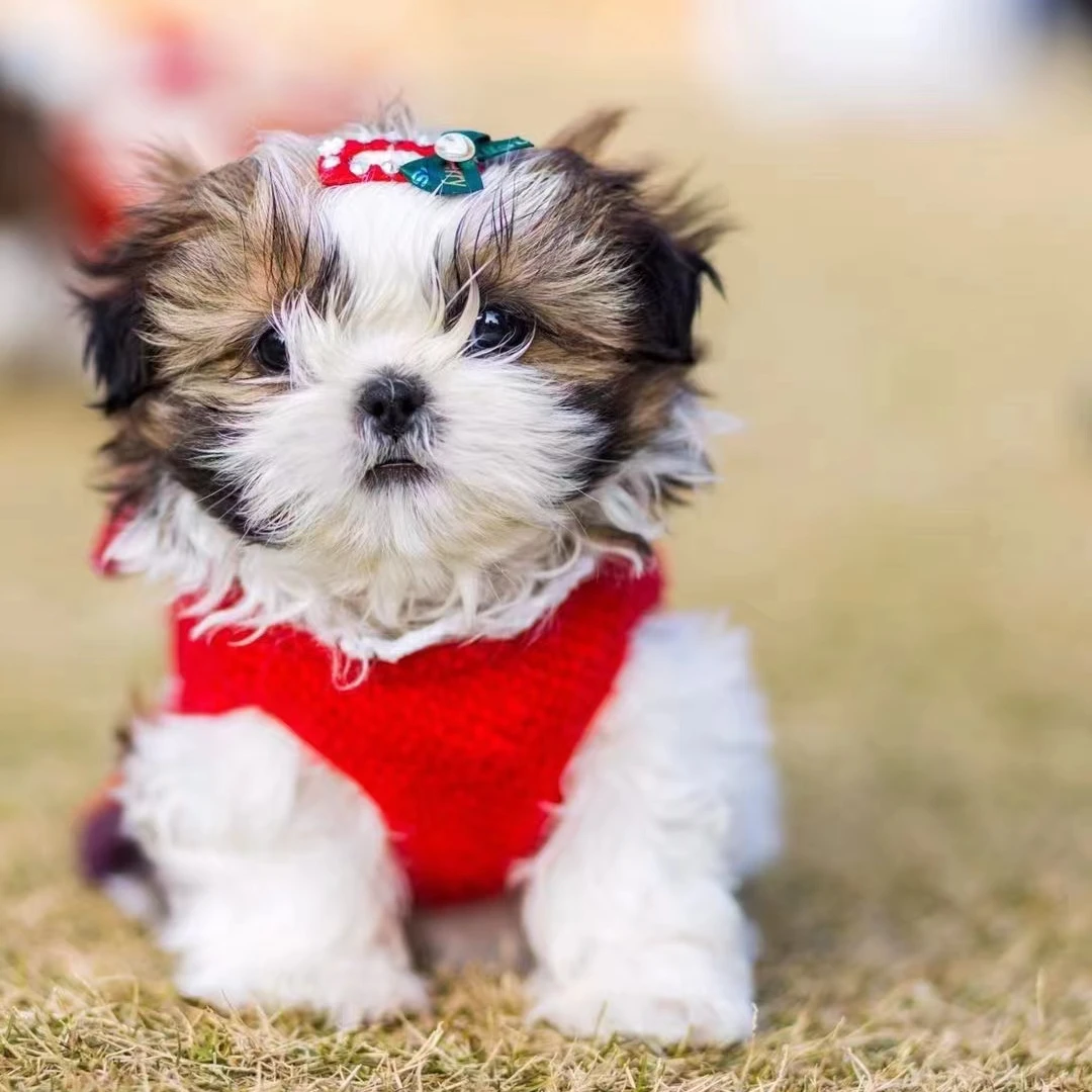 【欧阳西施】甄选韩版西施幼犬链接