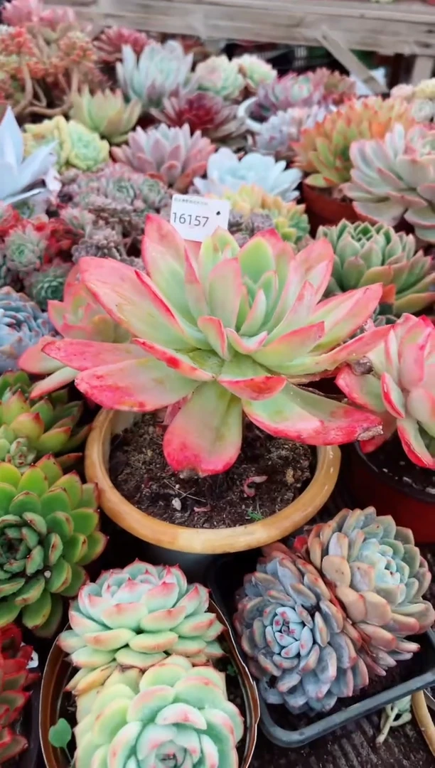 岁**?阿迷洲多肉花16157