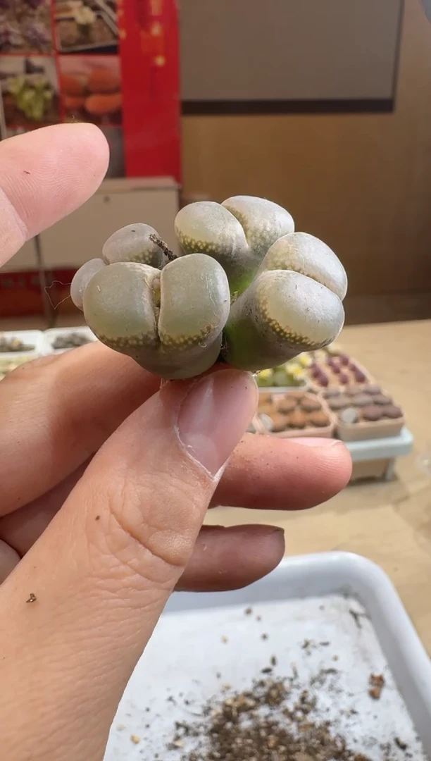 多肉植物肉锥脱土发29-321