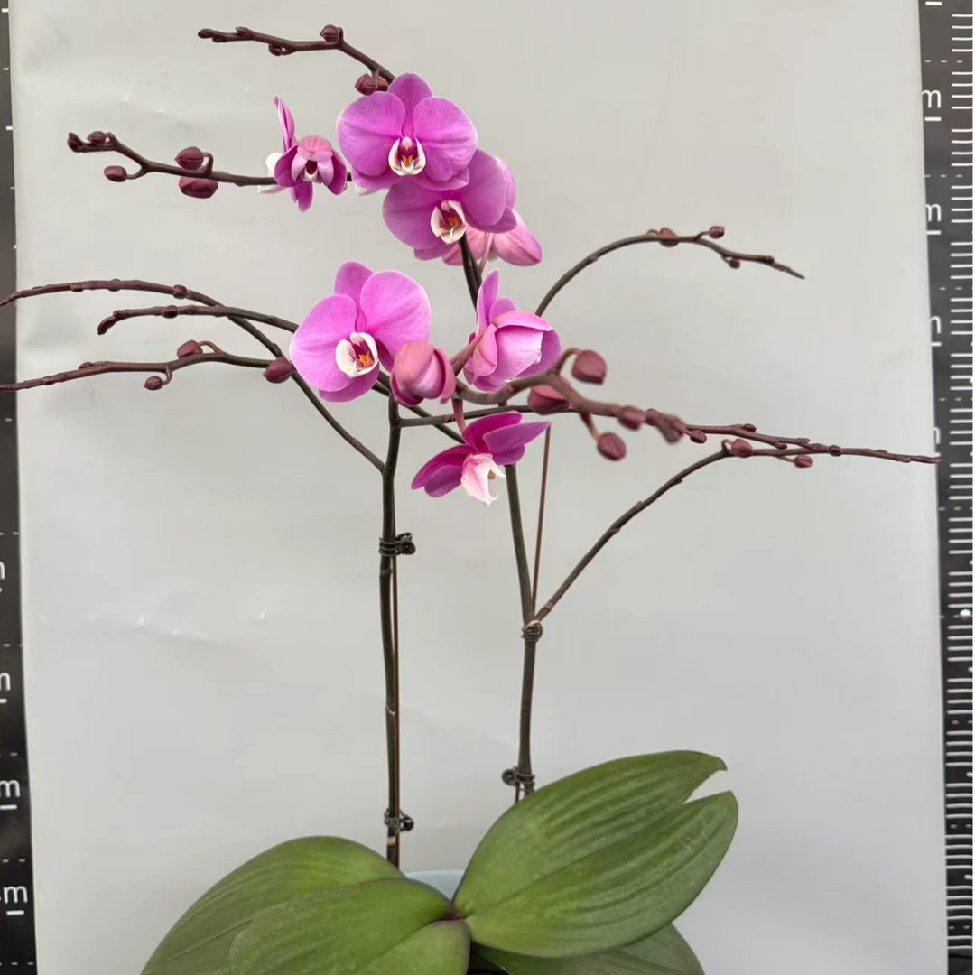 蝴蝶兰【龙兰】精品年宵花昆明基地直发