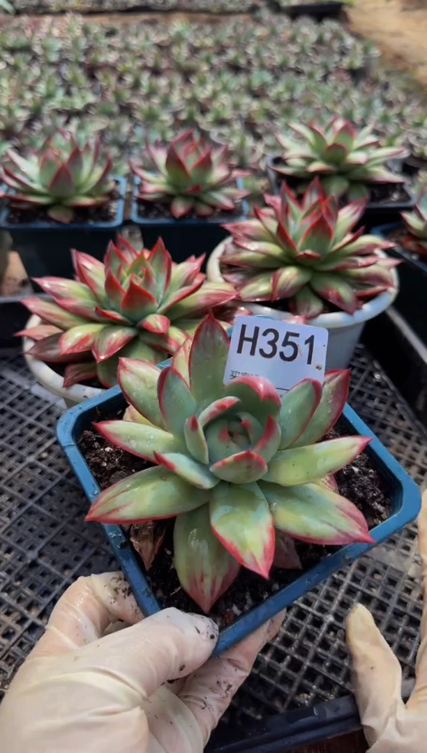 H351惊鸿仙子（裸根发货）