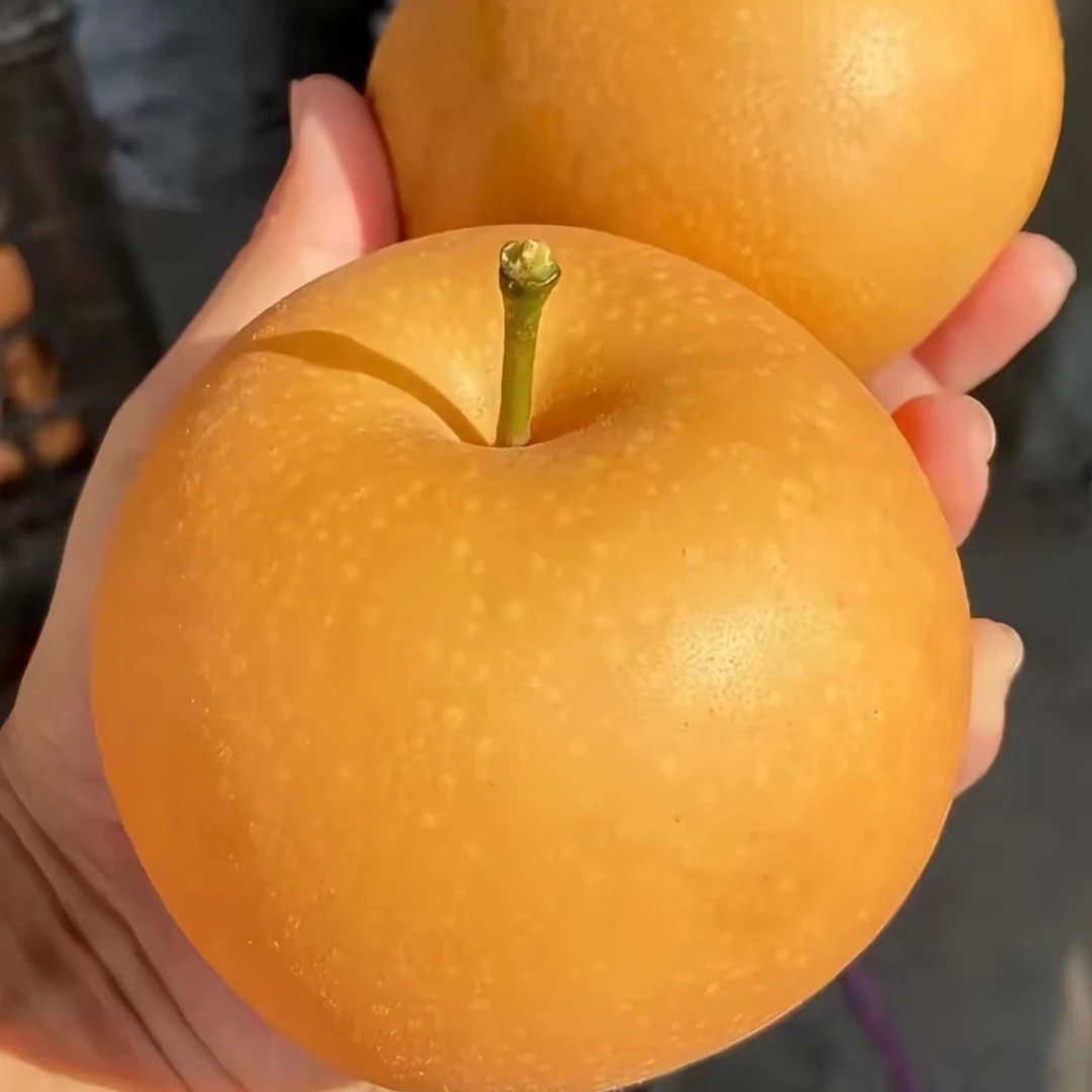 精品冰糖秋月梨500g（两个装）