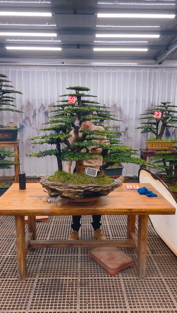 【闪购商品】紫砂精品盆景直播间一物一拍