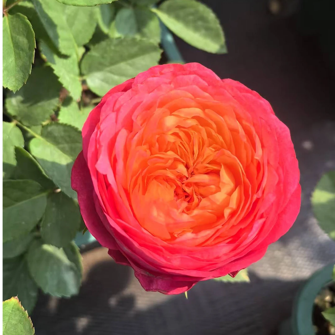 红衣美人1加仑盆栽适合阳台庭院四季开花