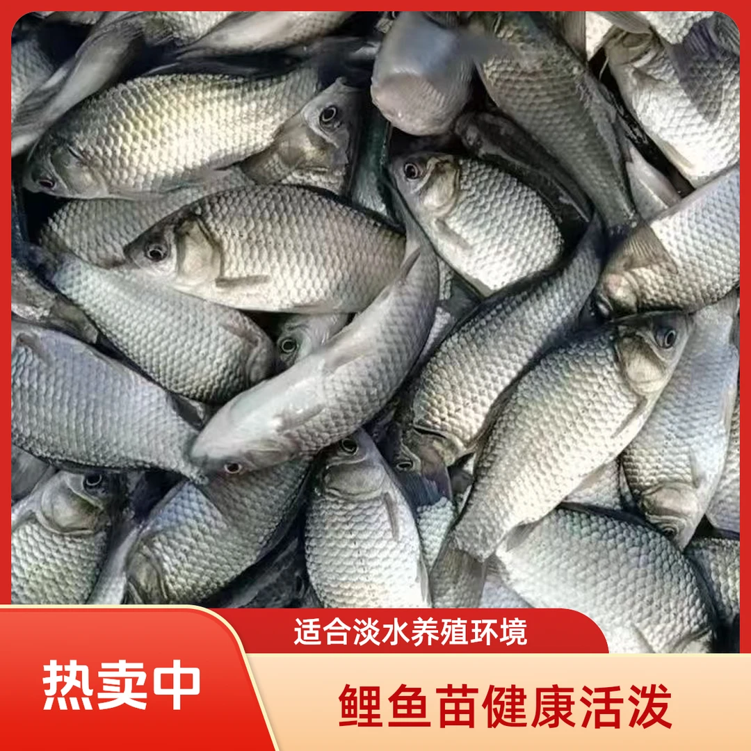 【鲤鱼按斤称】鲤鱼苗淡水养殖食用快大型鲤鱼稻田鲤鱼特大