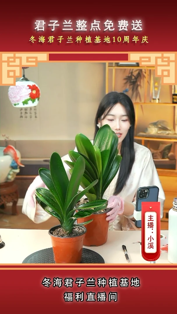 当前无花朵，栽培后可花朵用****4君子兰