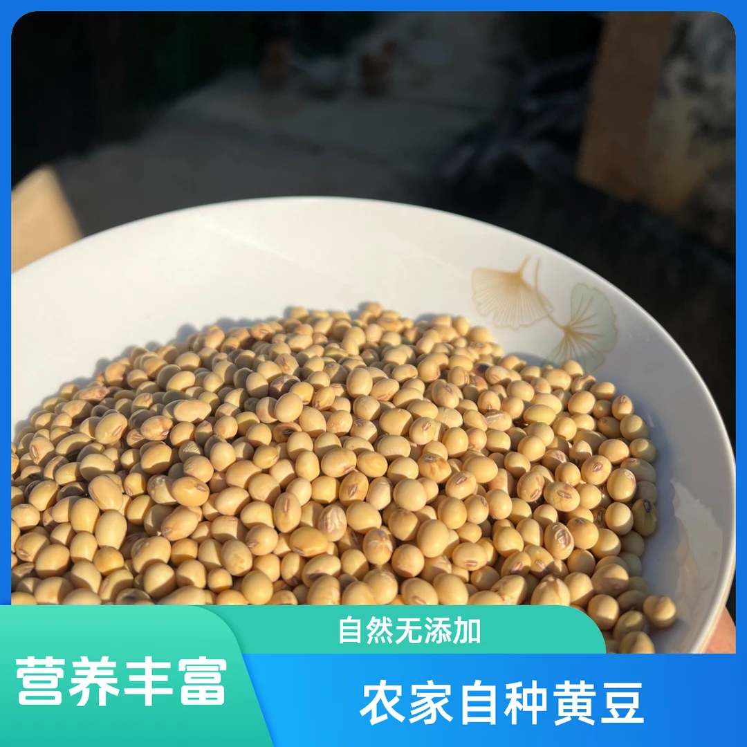 农村小黄豆 龙川本地八月黄2024新黄豆