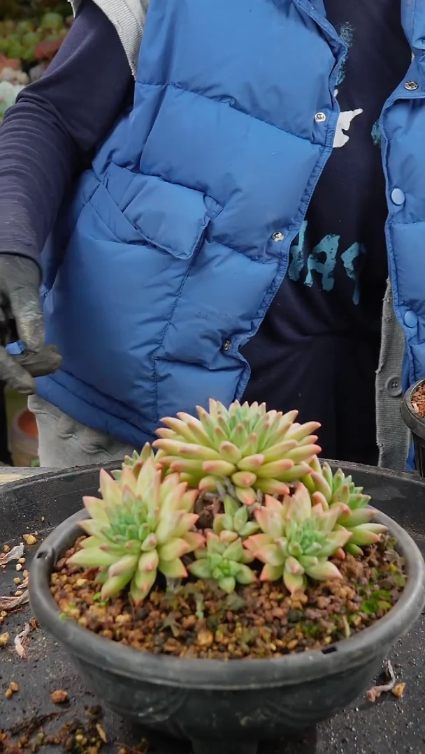 老***肉0146号阿芙罗群