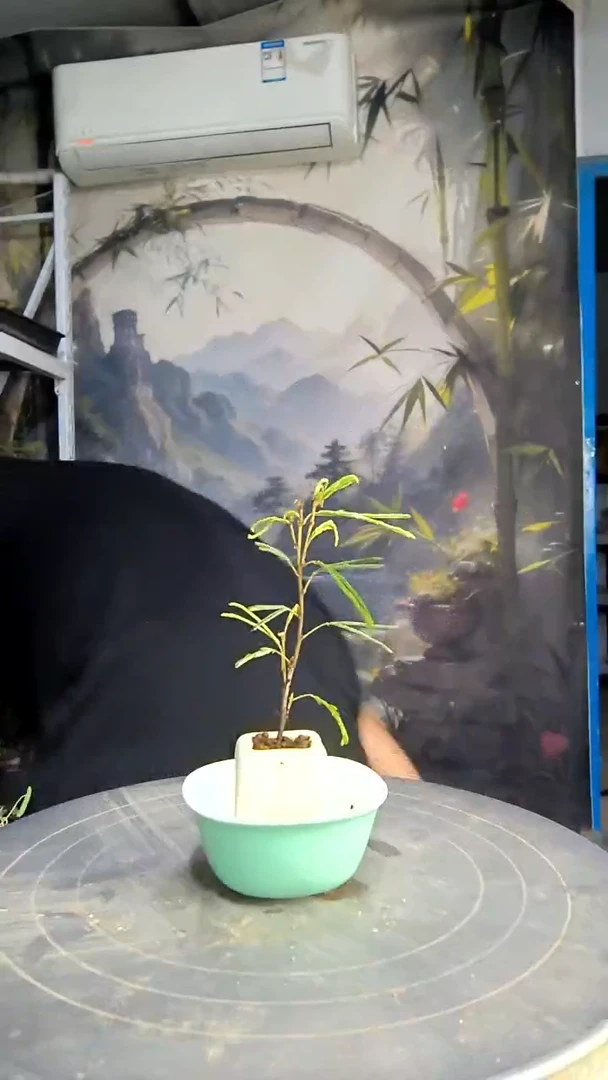 G***a中青园艺一物一拍21