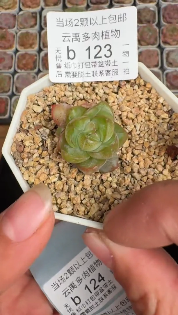 123b 珍妮多肉(6.5cm杯）一物一拍 带盆土发