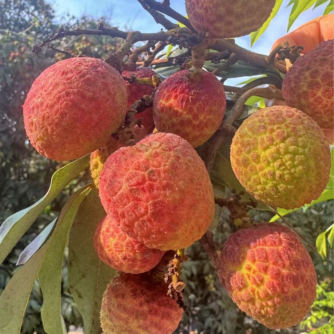 【直播浮力】海南荔枝桂花香2.5斤装核大 顺丰包邮海南省
