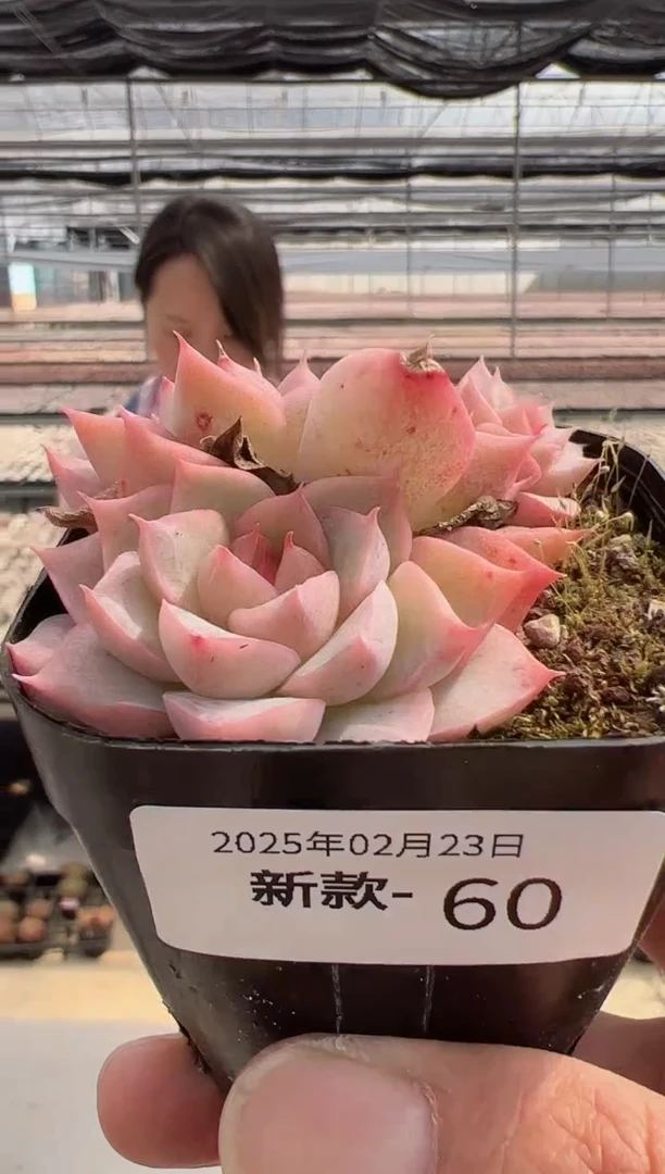 【闪购商品】新款多肉-60