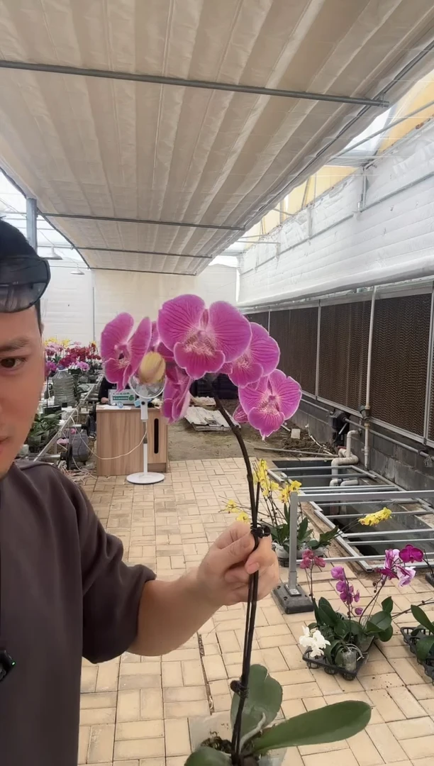 完全开放性感大舌头