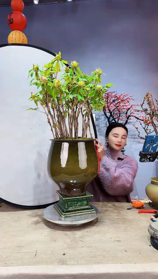 【闪购商品】盆景牡丹 洛阳红