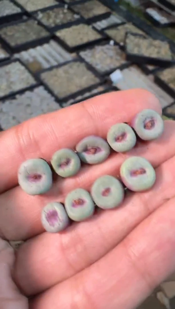 【天津专属】26多肉植物肉锥大列巴嘴一颗