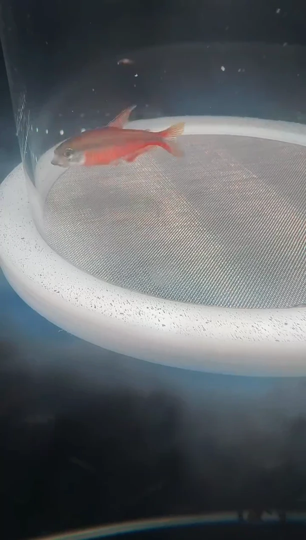 灯科鱼P**lK16-2号超红2.5cm左右（不包黑点）1条