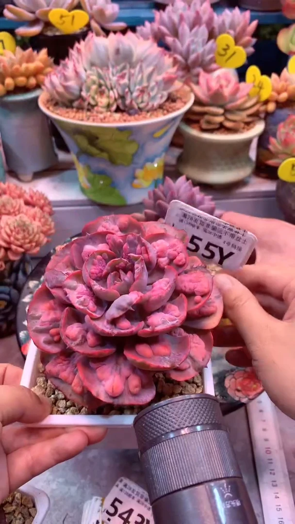 455Y 模特区 雨滴锦